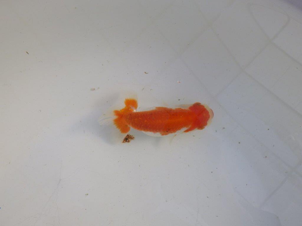 【私共がタタキ池で管理　岡山村上暢彦氏】前がかりの利いた尾当歳らんちゅう　約11㎝ メス？