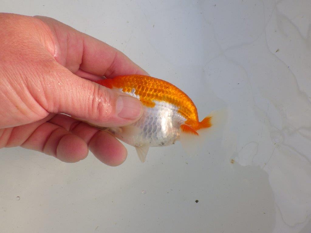 【私共がタタキ池で管理　岡山村上暢彦氏】前がかりの利いた尾当歳らんちゅう　約11㎝ メス？