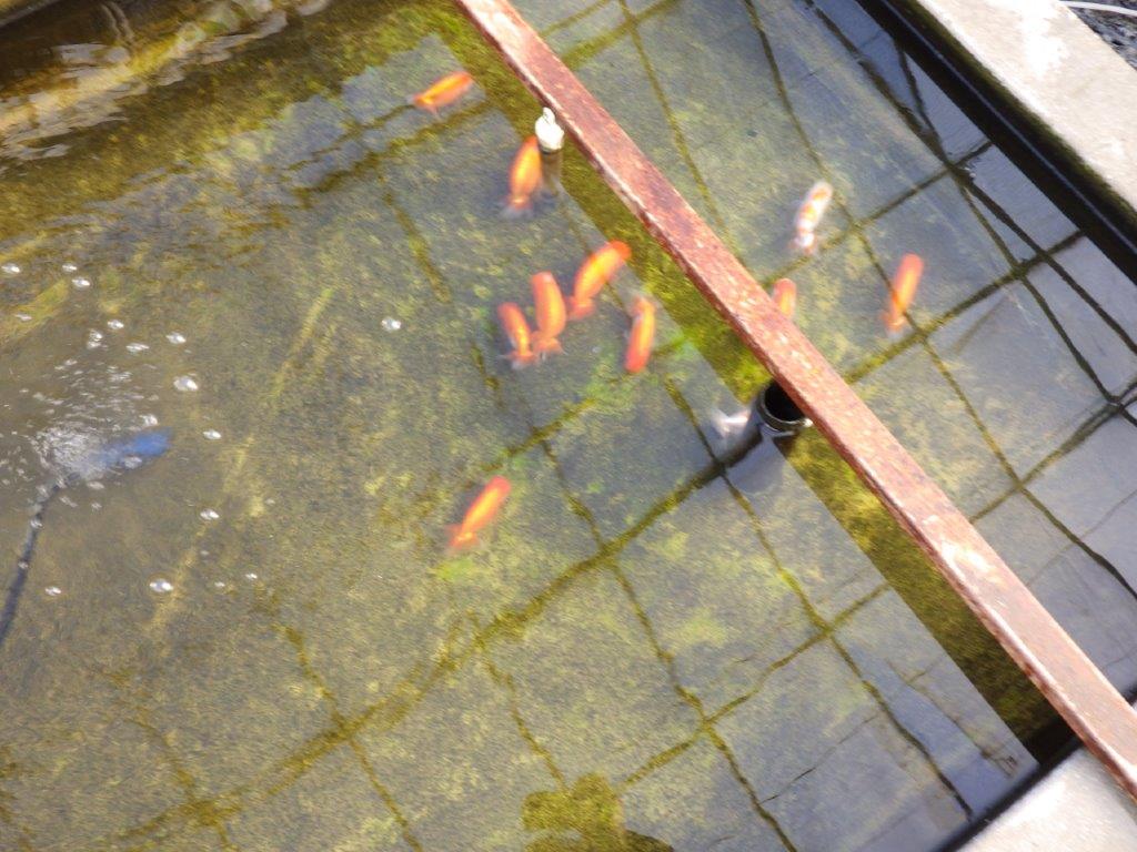 【私共がタタキ池で管理　岡山村上暢彦氏】前がかりの利いた尾当歳らんちゅう　約11㎝ メス？