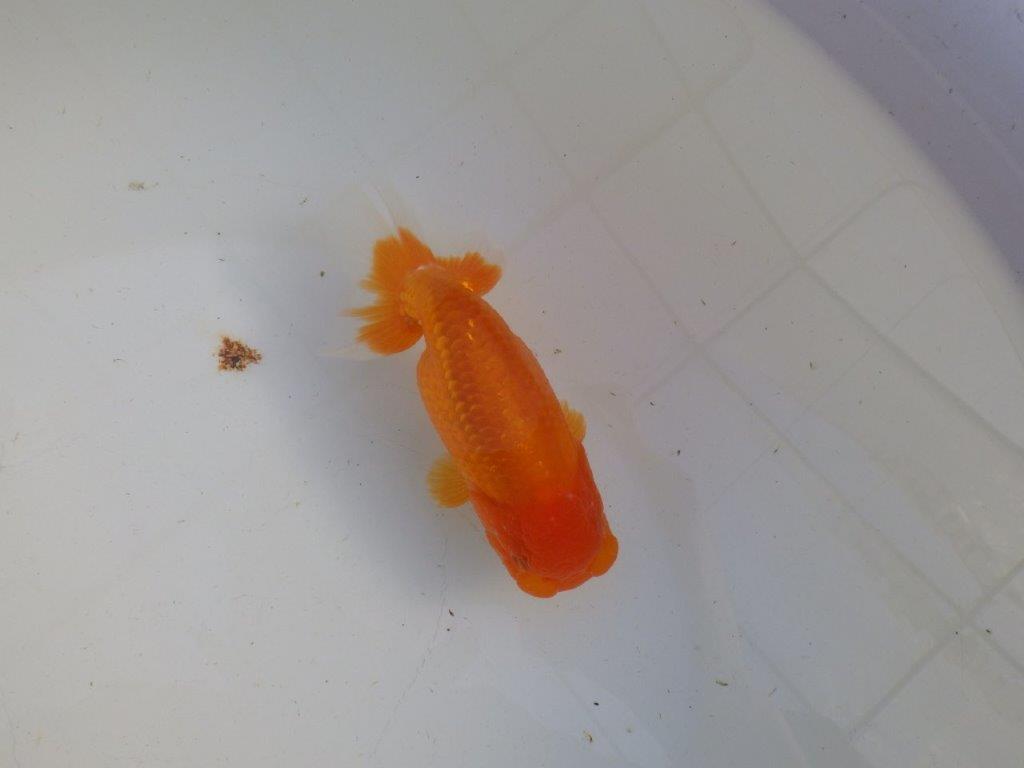 【私共がタタキ池で管理　岡山村上暢彦氏】タネにお勧め当歳らんちゅう　約13㎝ メス？