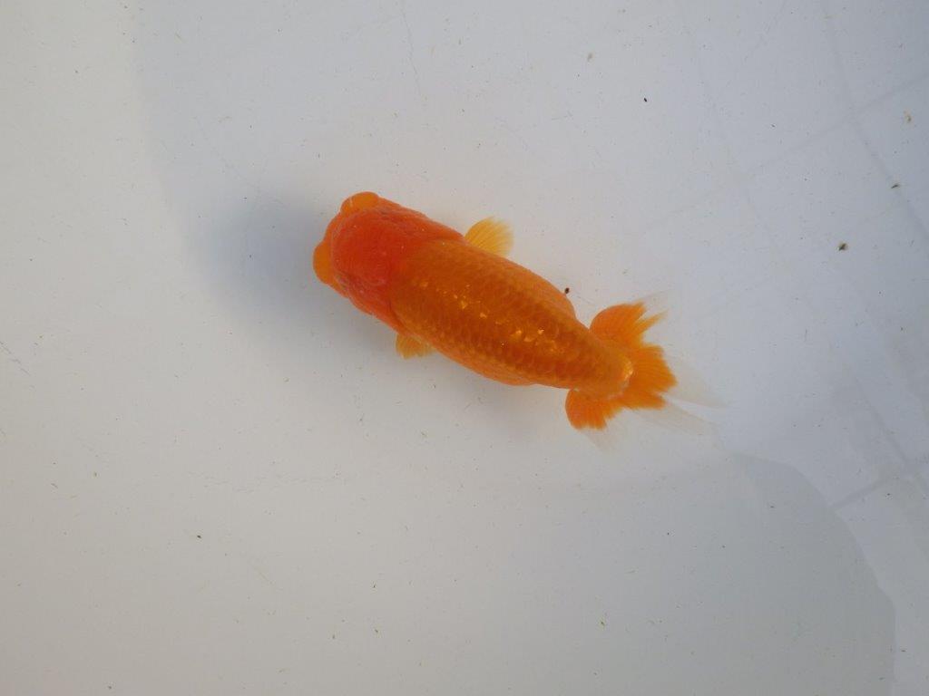 【私共がタタキ池で管理　岡山村上暢彦氏】タネにお勧め当歳らんちゅう　約13㎝ メス？