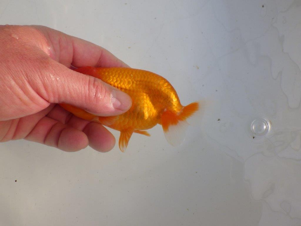 【私共がタタキ池で管理　岡山村上暢彦氏】タネにお勧め当歳らんちゅう　約13㎝ メス？