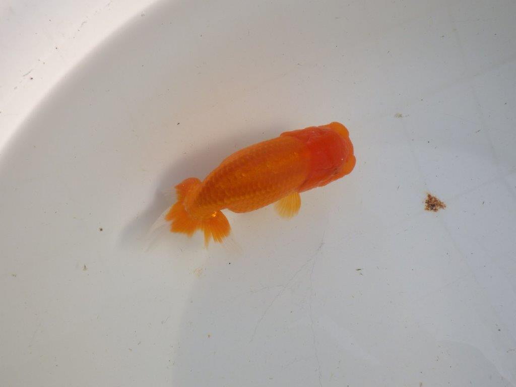 【私共がタタキ池で管理　岡山村上暢彦氏】タネにお勧め当歳らんちゅう　約13㎝ メス？