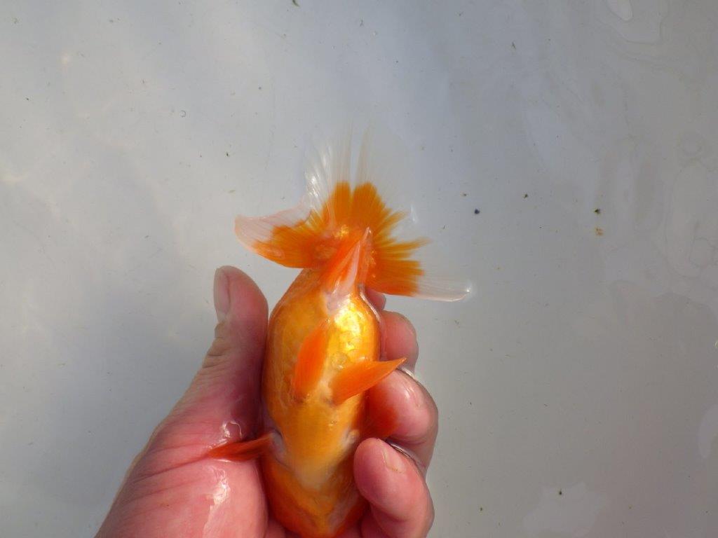 【私共がタタキ池で管理　岡山村上暢彦氏】タネにお勧め当歳らんちゅう　約13㎝ メス？