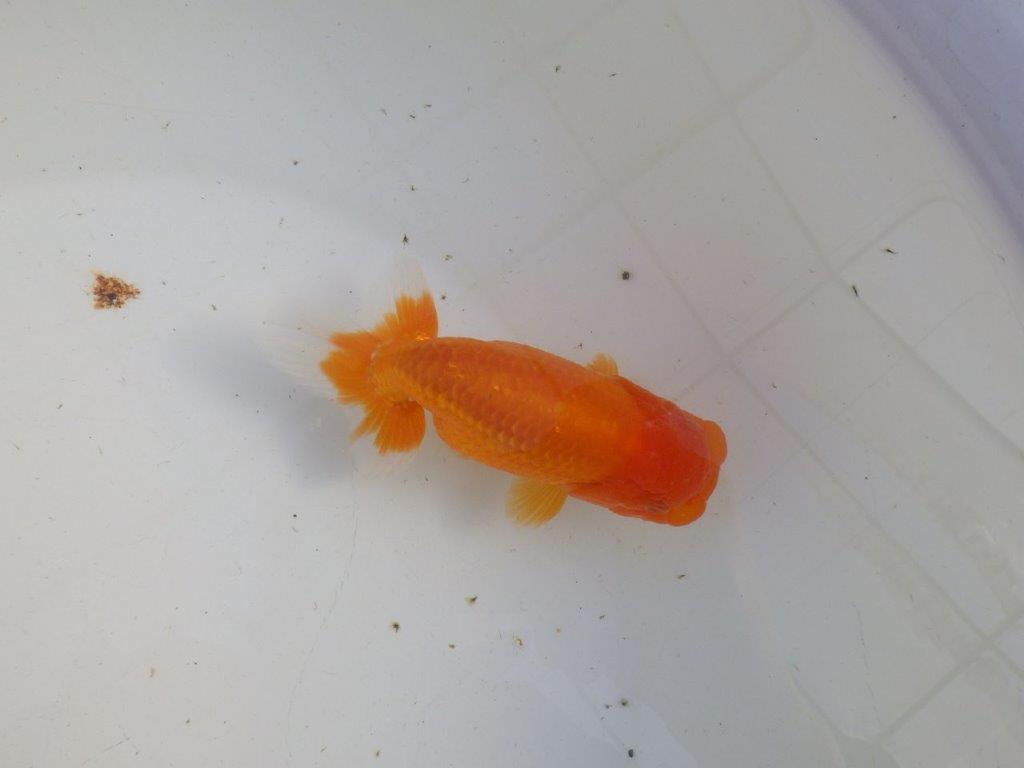 【私共がタタキ池で管理　岡山村上暢彦氏】タネにお勧め当歳らんちゅう　約13㎝ メス？