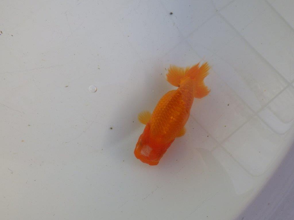 【私共がタタキ池で管理　岡山村上暢彦氏】雰囲気の良い当歳らんちゅう　約11㎝ メス？