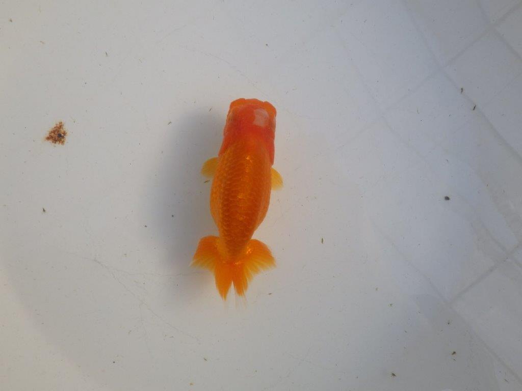 【私共がタタキ池で管理　岡山村上暢彦氏】雰囲気の良い当歳らんちゅう　約11㎝ メス？