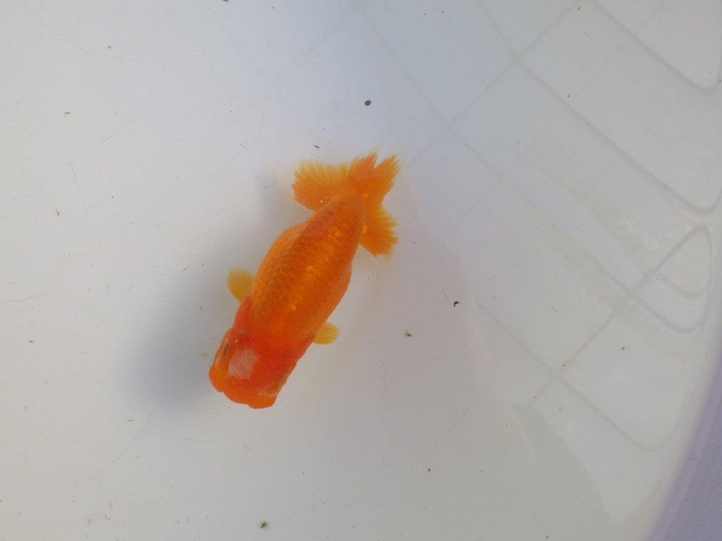 【私共がタタキ池で管理　岡山村上暢彦氏】雰囲気の良い当歳らんちゅう　約11㎝ メス？