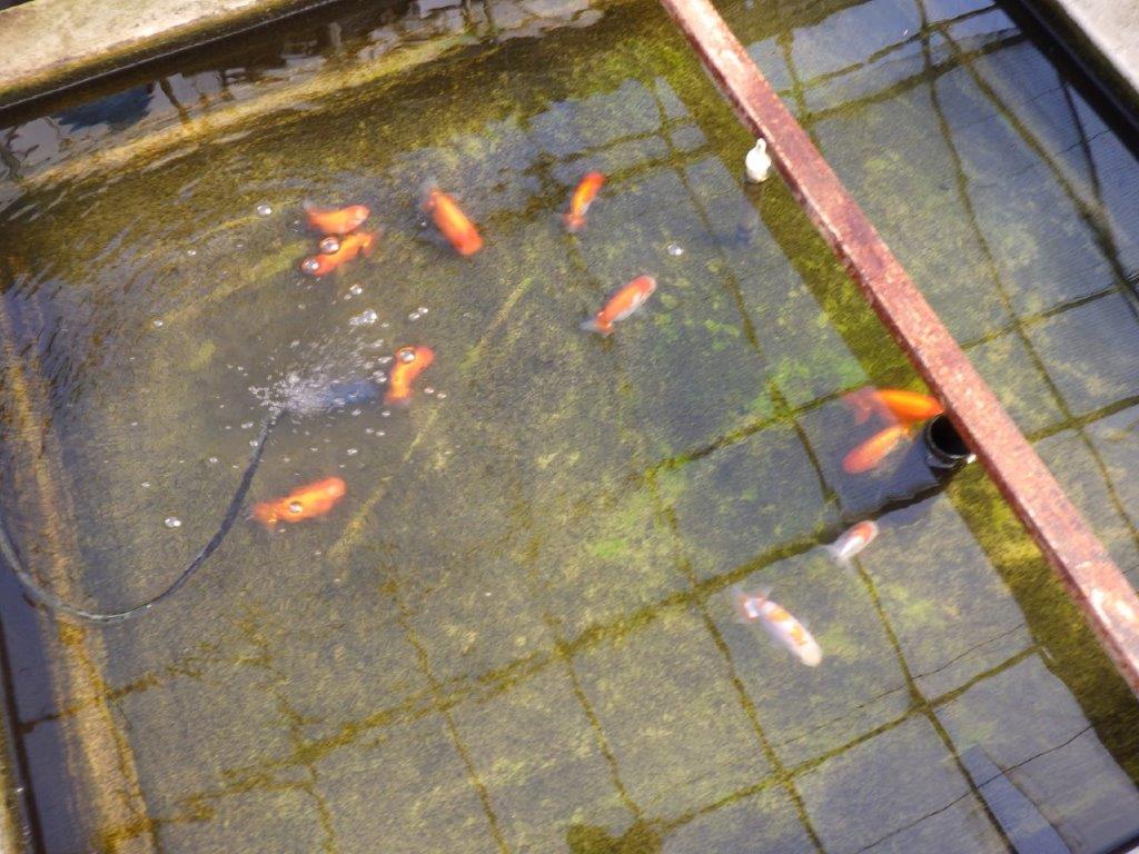 【私共がタタキ池で管理　岡山村上暢彦氏】雰囲気の良い当歳らんちゅう　約11㎝ メス？