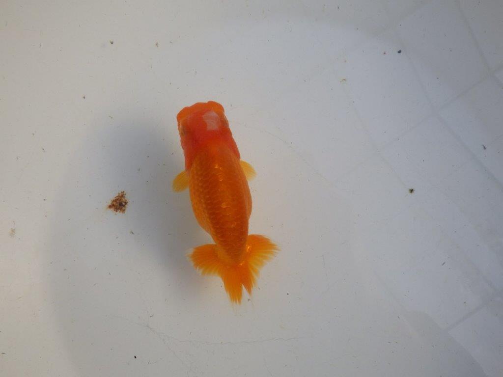 【私共がタタキ池で管理　岡山村上暢彦氏】雰囲気の良い当歳らんちゅう　約11㎝ メス？