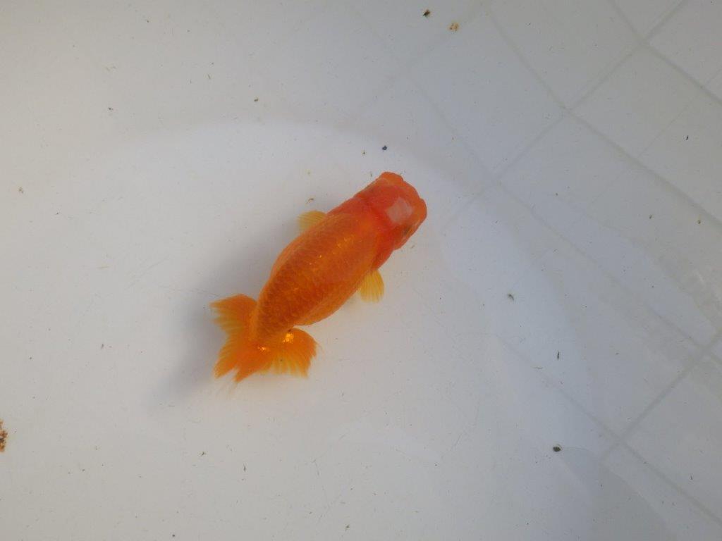 【私共がタタキ池で管理　岡山村上暢彦氏】雰囲気の良い当歳らんちゅう　約11㎝ メス？