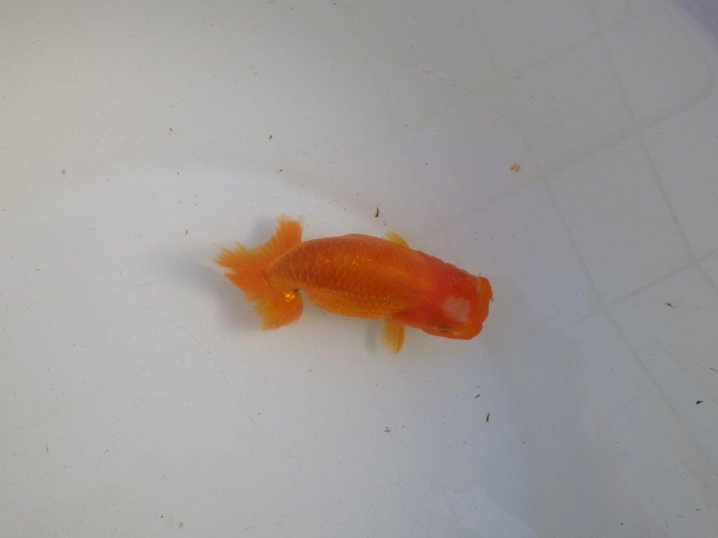 【私共がタタキ池で管理　岡山村上暢彦氏】雰囲気の良い当歳らんちゅう　約11㎝ メス？