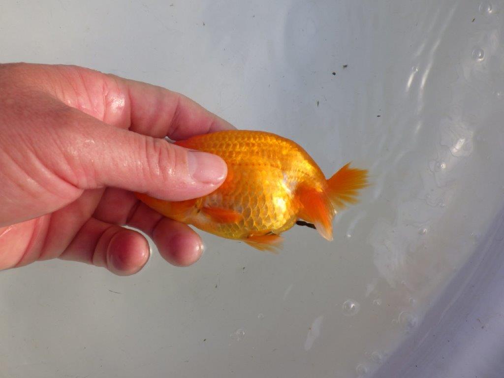 【私共がタタキ池で管理　岡山村上暢彦氏】雰囲気の良い当歳らんちゅう　約11㎝ メス？