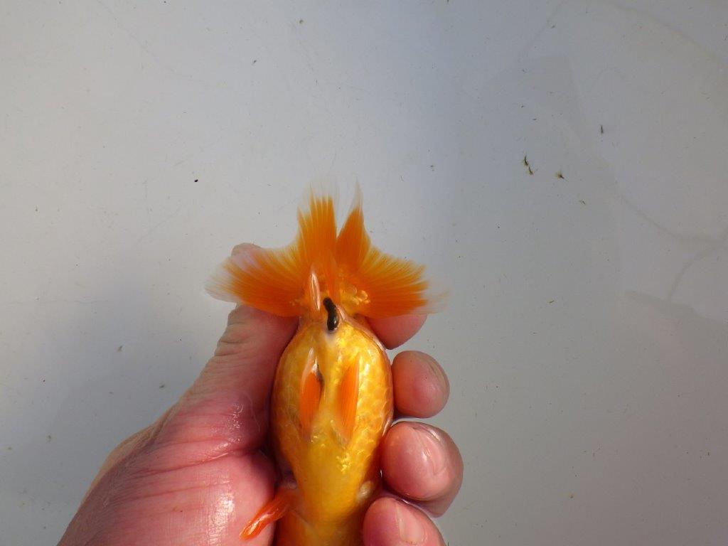 【私共がタタキ池で管理　岡山村上暢彦氏】雰囲気の良い当歳らんちゅう　約11㎝ メス？