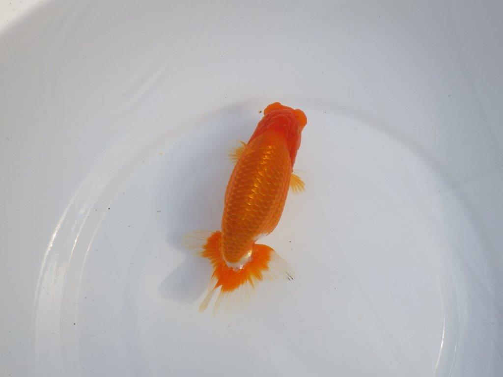 【今期は最終 岡山村上暢彦氏】おすすめ!当歳らんちゅう 約14,5㎝ メス?