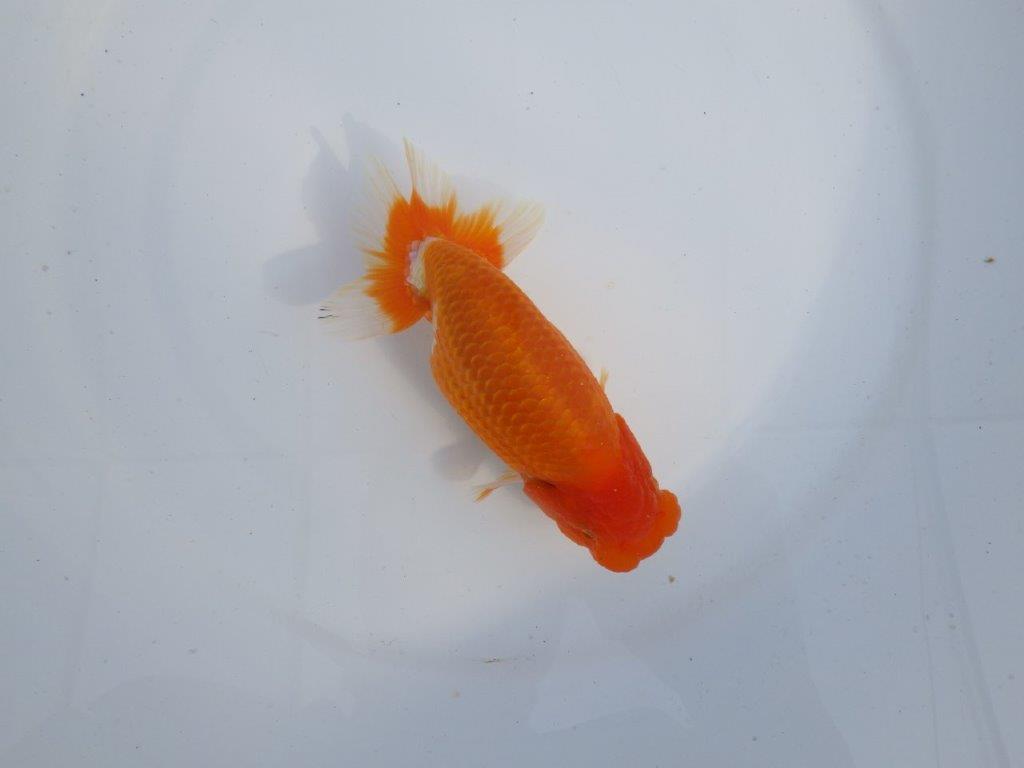 【今期は最終 岡山村上暢彦氏】おすすめ!当歳らんちゅう 約14,5㎝ メス?