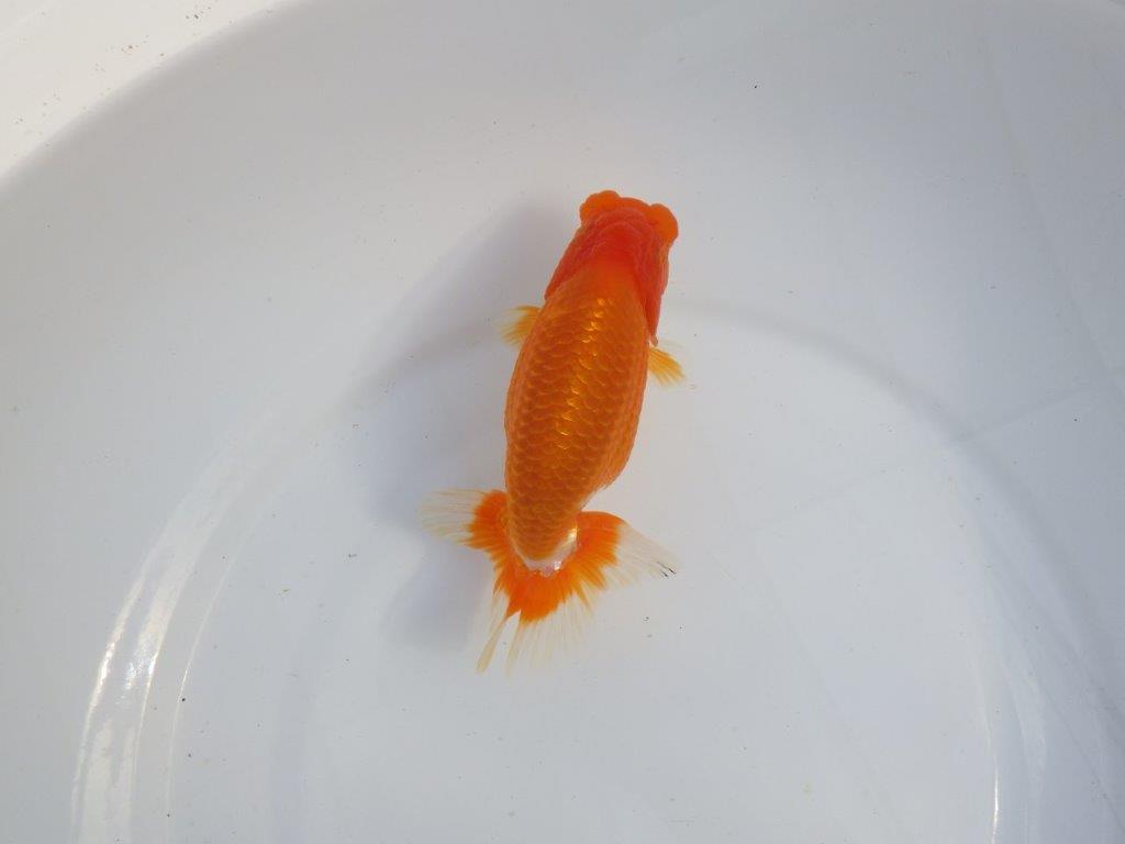 【今期は最終 岡山村上暢彦氏】おすすめ!当歳らんちゅう 約14,5㎝ メス?