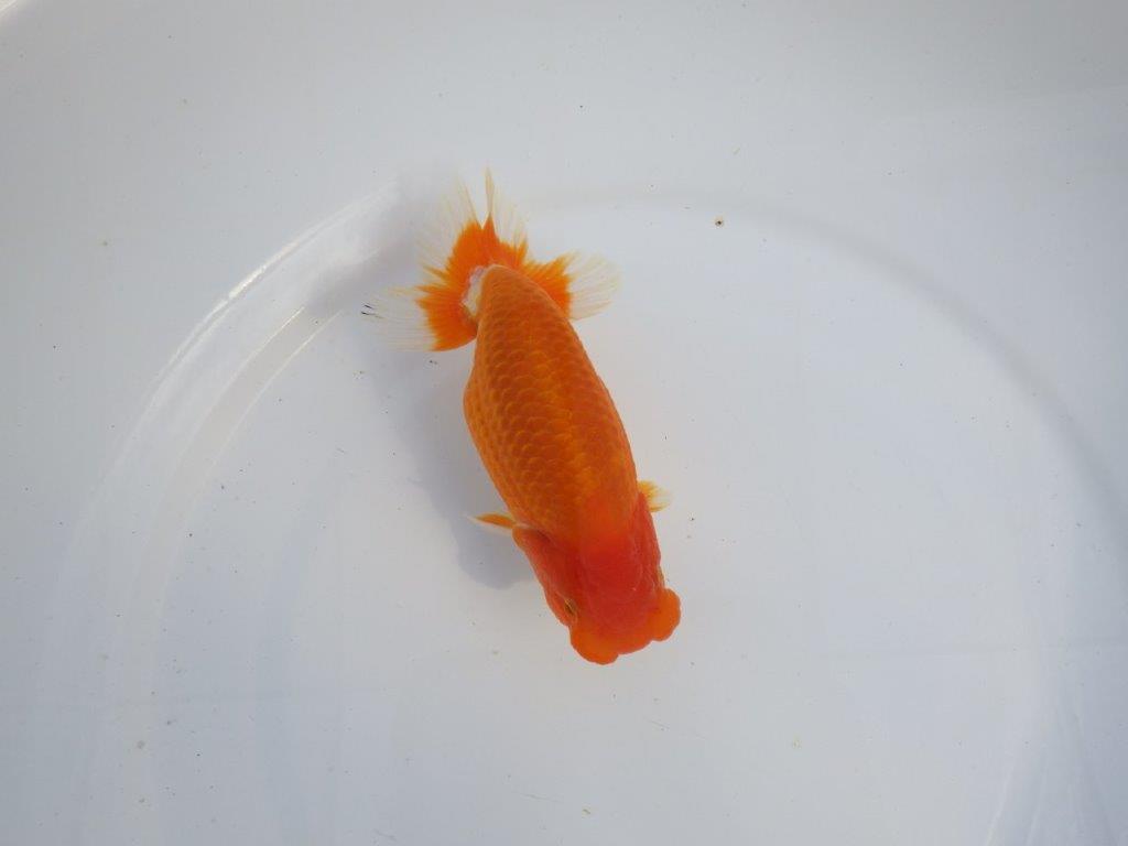 【今期は最終 岡山村上暢彦氏】おすすめ!当歳らんちゅう 約14,5㎝ メス?