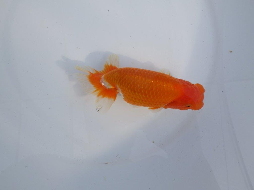 【今期は最終 岡山村上暢彦氏】おすすめ!当歳らんちゅう 約14,5㎝ メス?