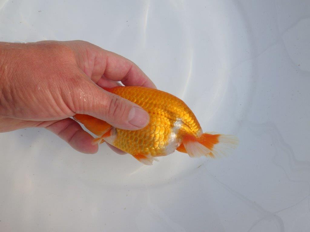 【今期は最終 岡山村上暢彦氏】おすすめ!当歳らんちゅう 約14,5㎝ メス?