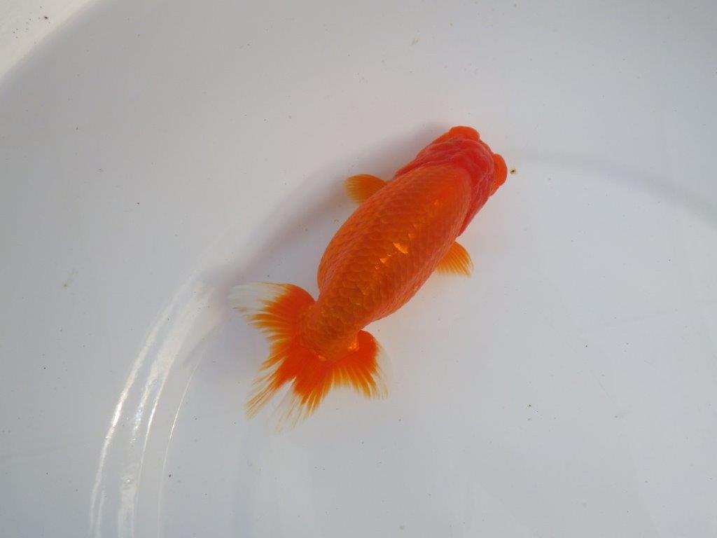 【今期は最終　岡山村上暢彦氏】弐歳おすすめ！当歳らんちゅう　約14,5㎝ メス？