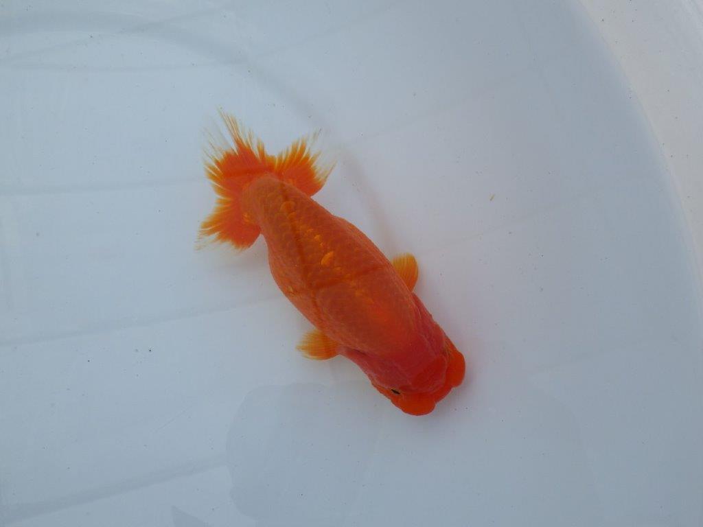 【今期は最終　岡山村上暢彦氏】弐歳おすすめ！当歳らんちゅう　約14,5㎝ メス？