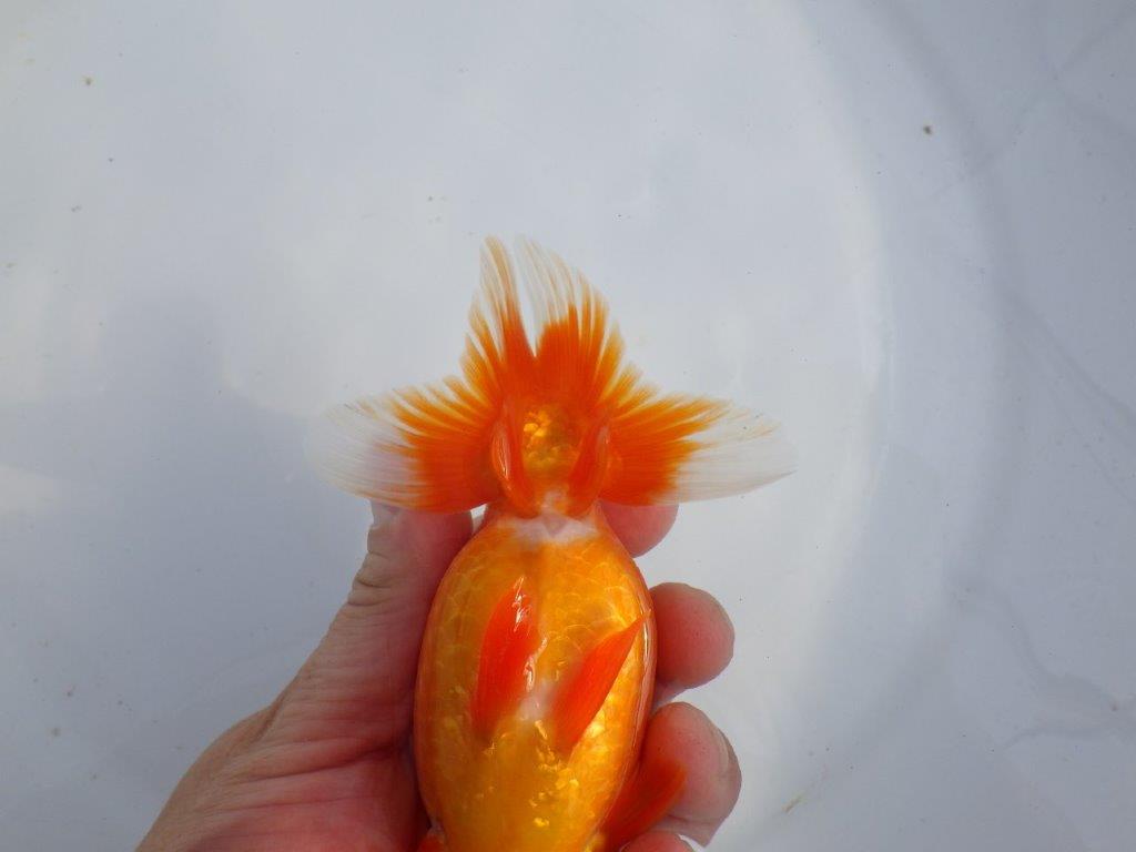 【今期は最終　岡山村上暢彦氏】弐歳おすすめ！当歳らんちゅう　約14,5㎝ メス？