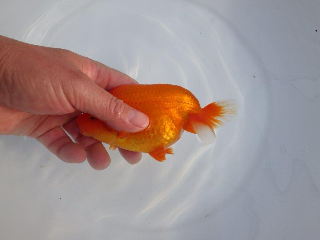 【今期は最終　岡山村上暢彦氏】弐歳おすすめ！当歳らんちゅう　約14,5㎝ メス？