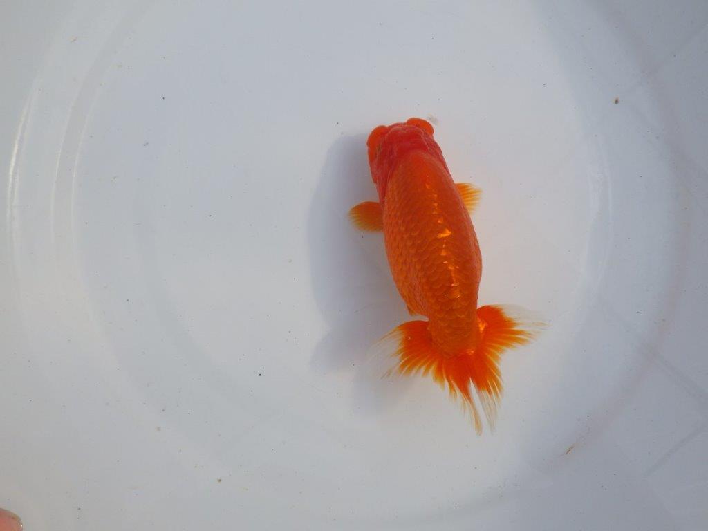 【今期は最終　岡山村上暢彦氏】弐歳おすすめ！当歳らんちゅう　約14,5㎝ メス？