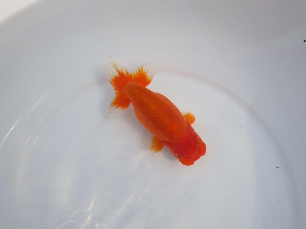 【今期は最終　岡山村上暢彦氏】弐歳おすすめ！当歳らんちゅう　約14,5㎝ メス？