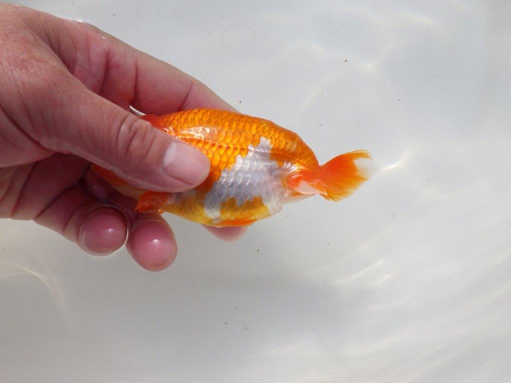 【二歳らんちゅう】頭の良い更紗らんちゅう　約12,5㎝ メス？