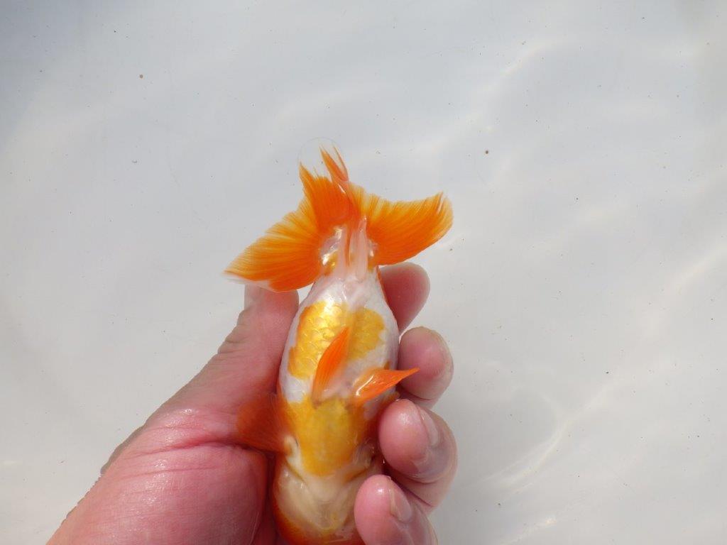 【二歳らんちゅう】頭の良い更紗らんちゅう　約12,5㎝ メス？