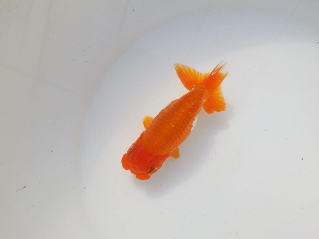 【二歳らんちゅう】頭の良い更紗らんちゅう　約12,5㎝ メス？