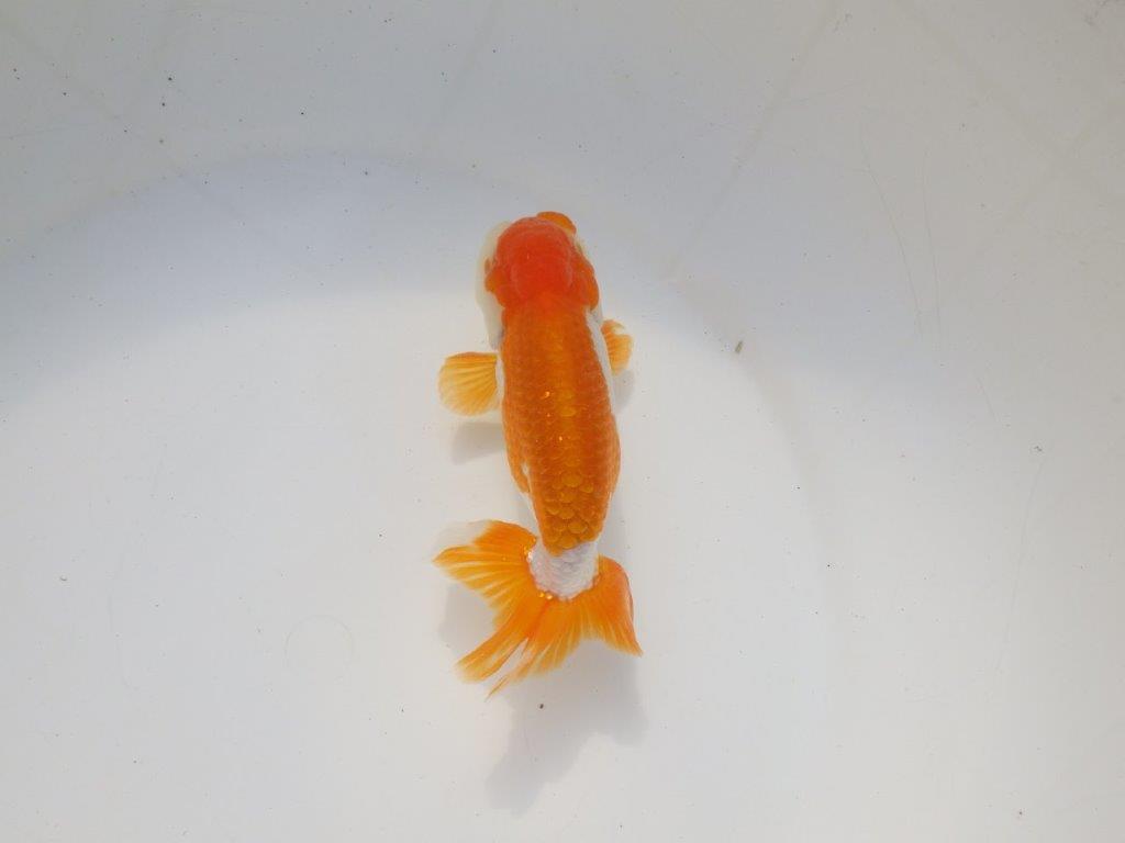 【二歳らんちゅう】綺麗な柄の更紗らんちゅう　約13㎝ オス？