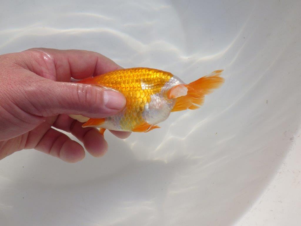 【二歳らんちゅう】綺麗な柄の更紗らんちゅう　約13㎝ オス？