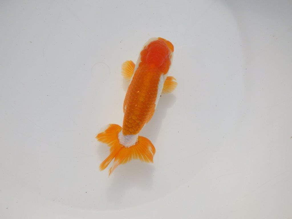 【二歳らんちゅう】綺麗な柄の更紗らんちゅう　約13㎝ オス？