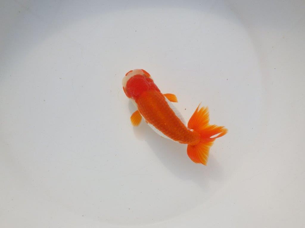 【二歳らんちゅう】色艶の良い更紗らんちゅう　約13㎝ オス？