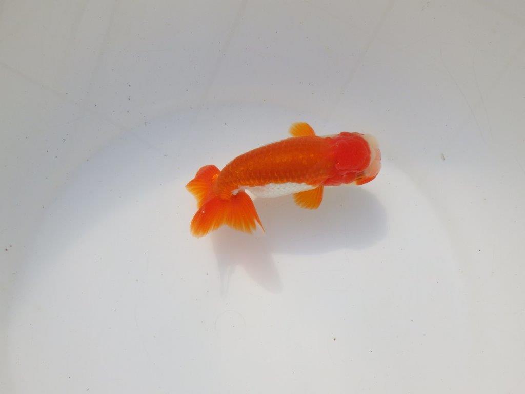 【二歳らんちゅう】色艶の良い更紗らんちゅう　約13㎝ オス？