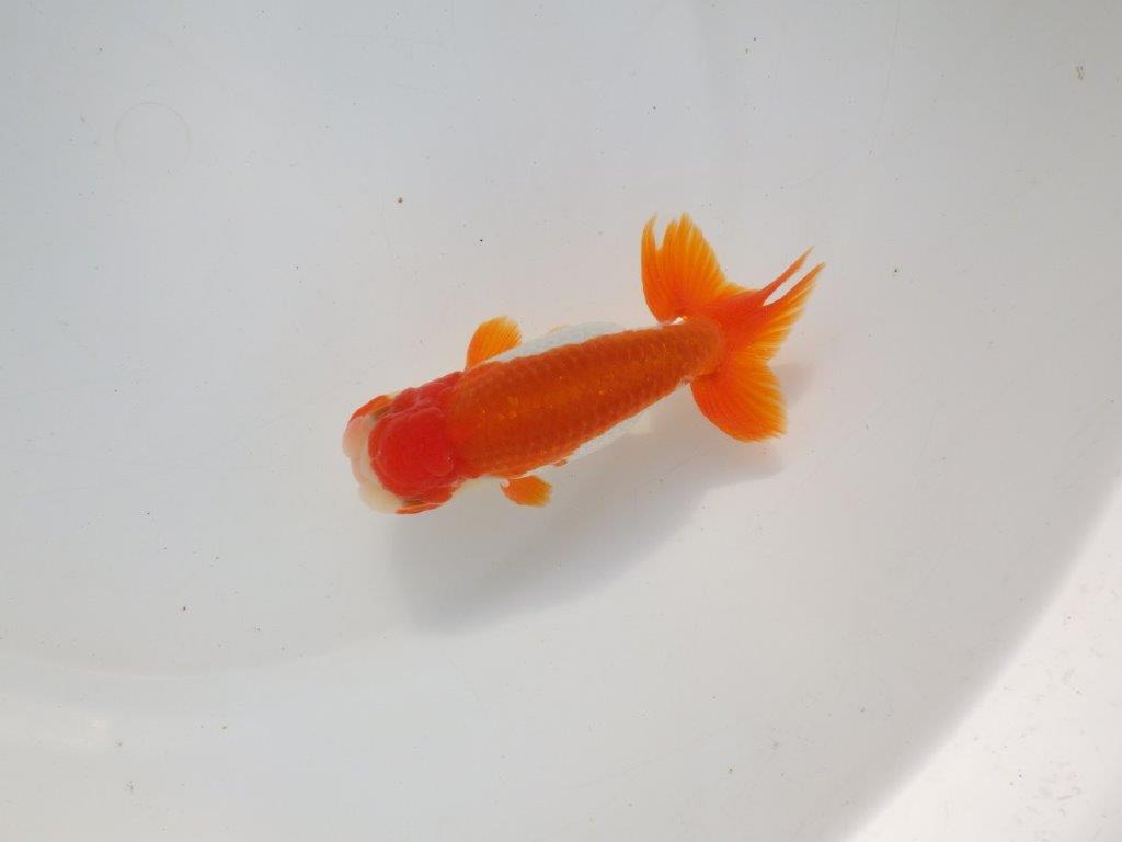 【二歳らんちゅう】色艶の良い更紗らんちゅう　約13㎝ オス？