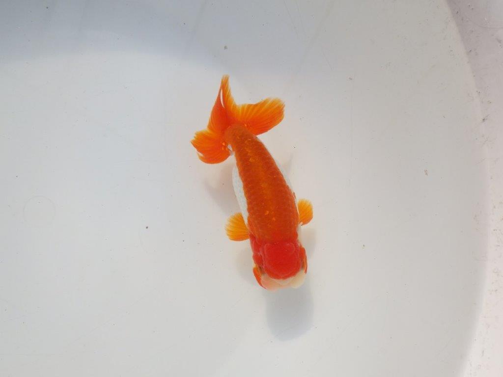 【二歳らんちゅう】色艶の良い更紗らんちゅう　約13㎝ オス？