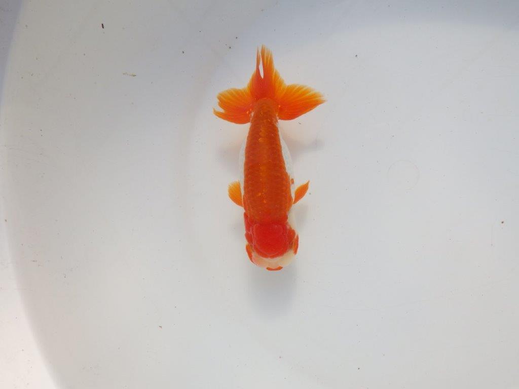 【二歳らんちゅう】色艶の良い更紗らんちゅう　約13㎝ オス？