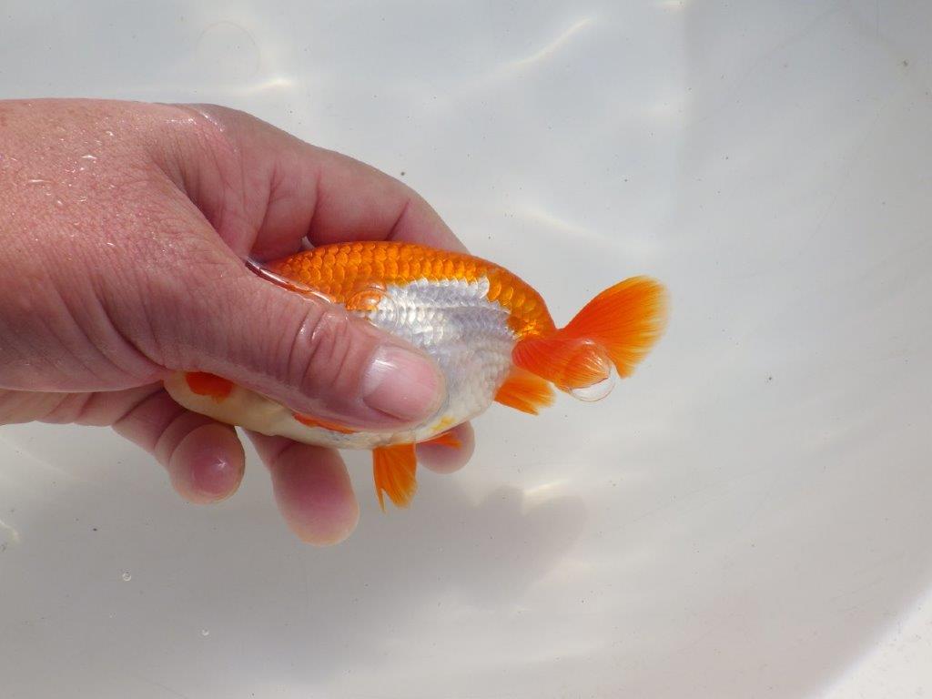 【二歳らんちゅう】色艶の良い更紗らんちゅう　約13㎝ オス？