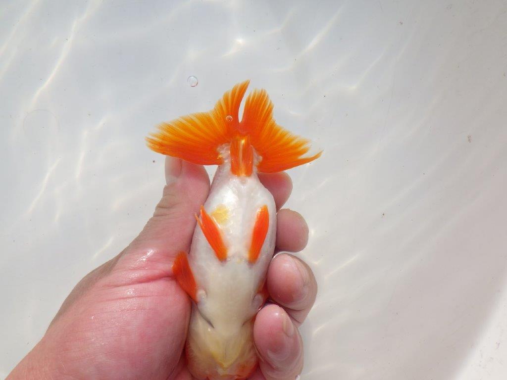 【二歳らんちゅう】色艶の良い更紗らんちゅう　約13㎝ オス？