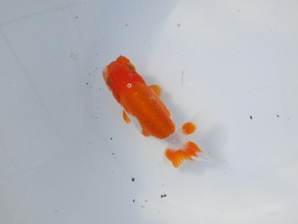 【二歳らんちゅう】背も綺麗で色艶の良い更紗らんちゅう　約13㎝ メス？