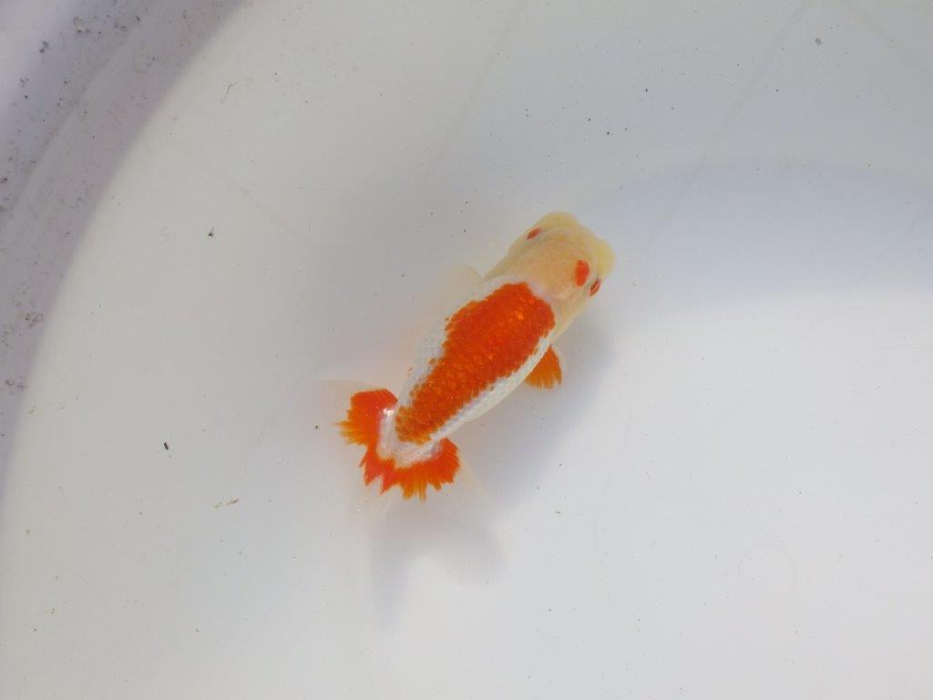 【二歳らんちゅう】背も綺麗で派手な更紗らんちゅう　約12,5㎝ オス？