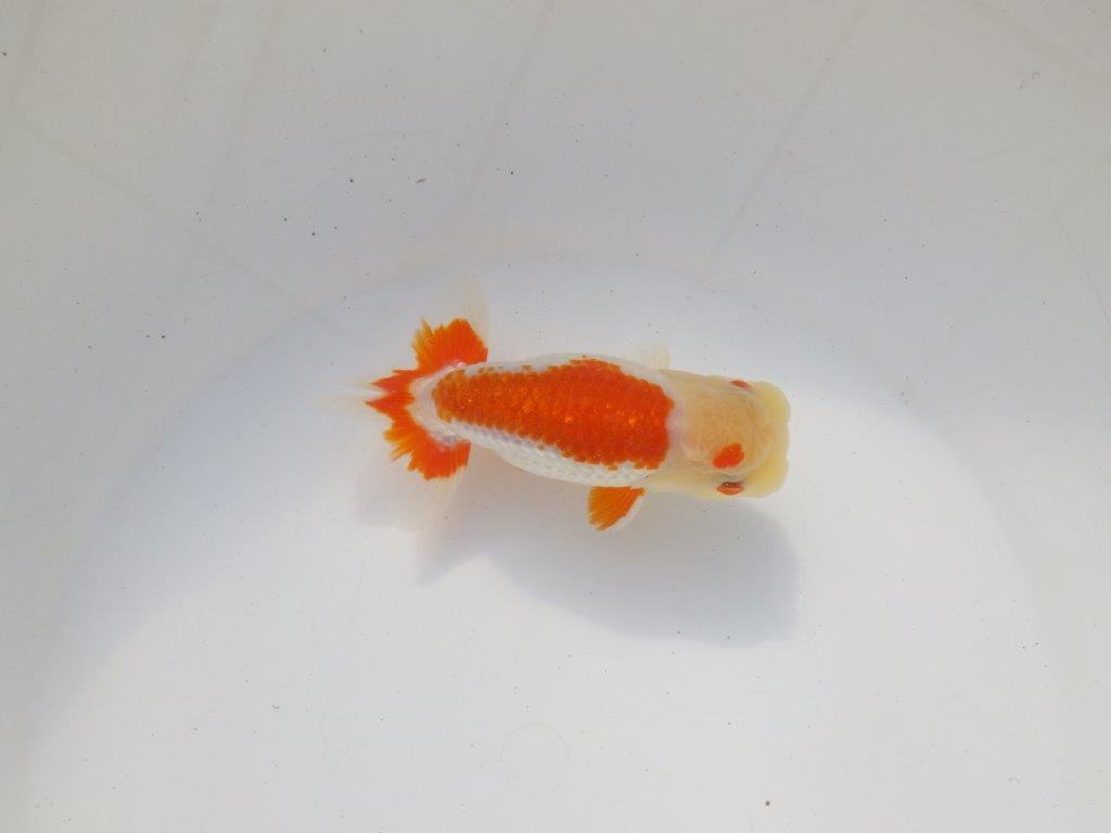 【二歳らんちゅう】背も綺麗で派手な更紗らんちゅう　約12,5㎝ オス？