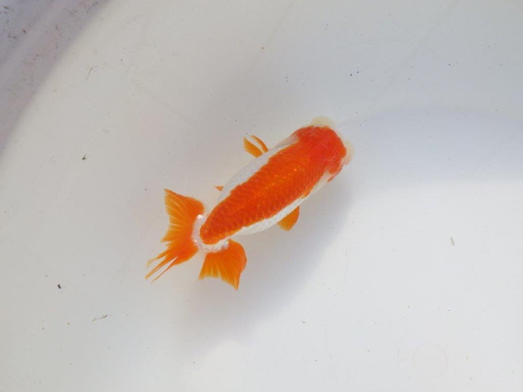 【二歳らんちゅう】映える派手な更紗らんちゅう 約12,5㎝ メス?