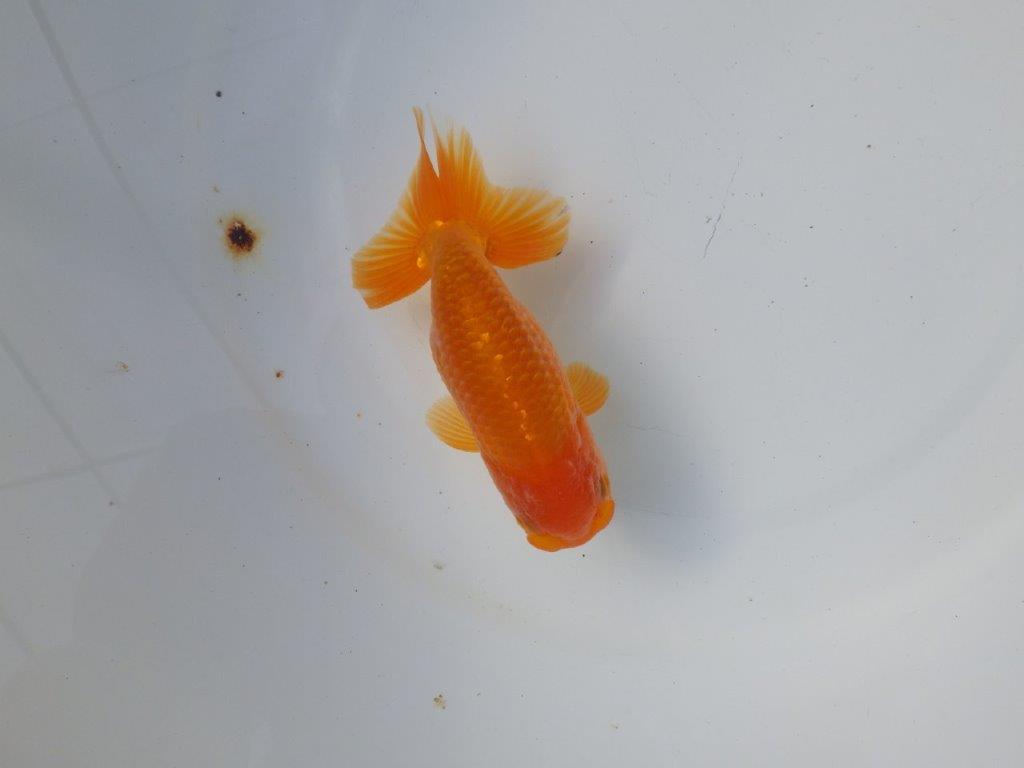 【 愛知超優良系統様】 尾が大きく背も綺麗　当歳らんちゅう　四ッ尾　二本舵　約12,5㎝  オス？