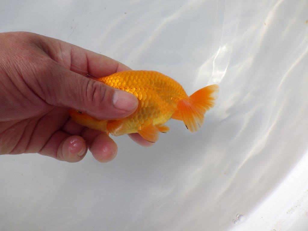 【 愛知超優良系統様】 尾が大きく背も綺麗　当歳らんちゅう　四ッ尾　二本舵　約12,5㎝  オス？