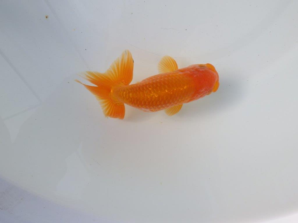 【 愛知超優良系統様】 尾が大きく背も綺麗　当歳らんちゅう　四ッ尾　二本舵　約12,5㎝  オス？